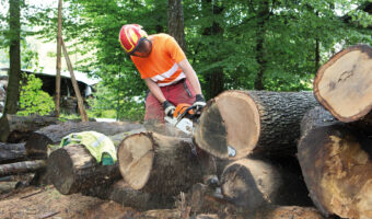 Ein Mann sägt mit einer Motorsäge einen von vielen liegenden Baumstämmen im Wald.
