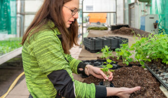 Eine Frau pflanzt Sämlinge in einem Gewächshaus.