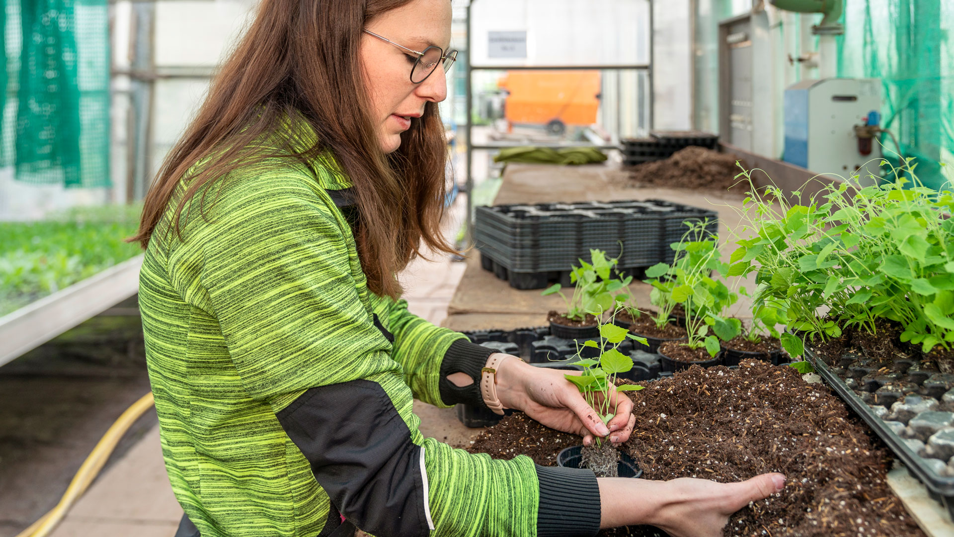Eine Frau pflanzt Sämlinge in einem Gewächshaus.