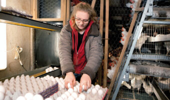Frau im Hühnerstall beim Verpacken von Eiern in Eierkartons.