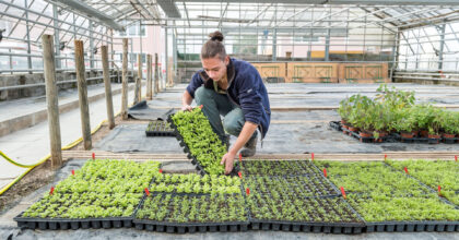 Eine Frau platziert getopfte Sämlinge in einem Gewächshaus.