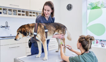 Während die Tiermedizinische Praxisassistentin einen Hund auf dem Behandlungstisch festhält, rasiert die Tierärztin das Fell am Bein des Hundes.