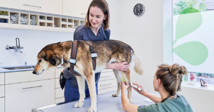 Während die Tiermedizinische Praxisassistentin einen Hund auf dem Behandlungstisch festhält, rasiert die Tierärztin das Fell am Bein des Hundes.