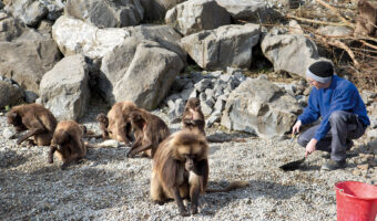 Ein Mann mit einer Handschaufel in der Hand kniet vor einem Rudel Affen und kehrt Unrat zusammen.