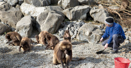 Ein Mann mit einer Handschaufel in der Hand kniet vor einem Rudel Affen und kehrt Unrat zusammen.