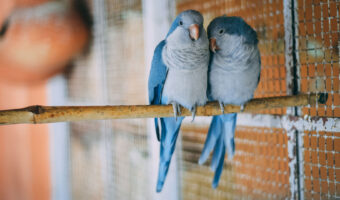 Zwei blaue Mönchssittiche sitzen in einer Voliere auf einem Bambusstab nah beieinander.