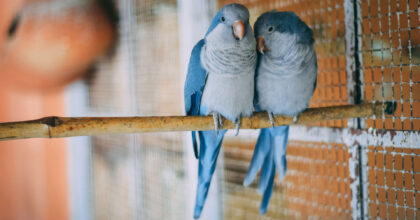 Zwei blaue Mönchssittiche sitzen in einer Voliere auf einem Bambusstab nah beieinander.