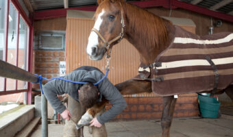 Ein Mann passt einem Pferd das linke, vordere Hufeisen an.